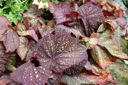 B. ‘Murasuzume’